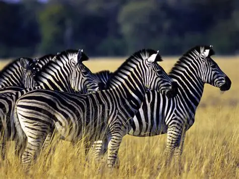 Zebras